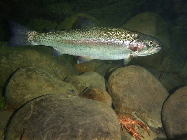 istock Southern California Steelhead 982288486