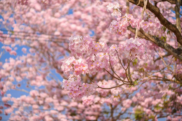 istock Tabebuia rosea is a Pink Flower neotropical tree 982297904