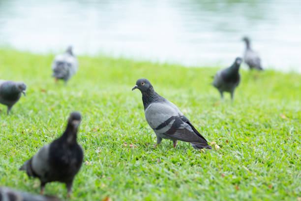 Girl chasing the birds in the park
