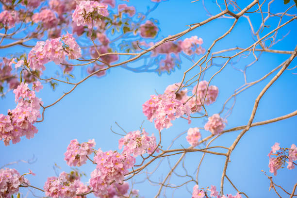 istock Tabebuia rosea is a Pink Flower neotropical tree and blue sky 982302072