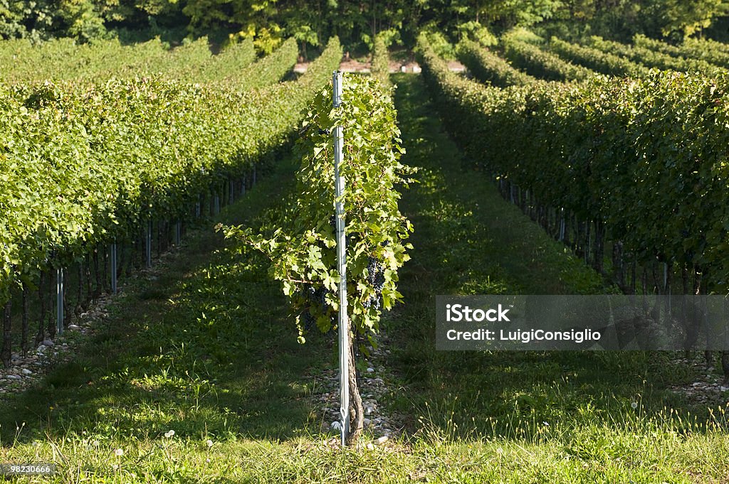 vineyards  Agriculture Stock Photo