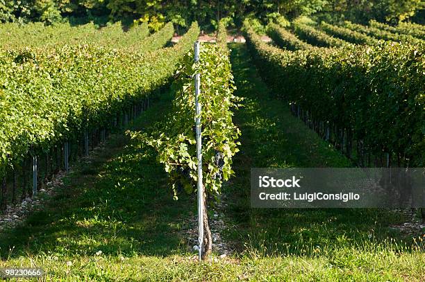 Vineyards Stock Photo - Download Image Now - Agriculture, Autumn, Color Image