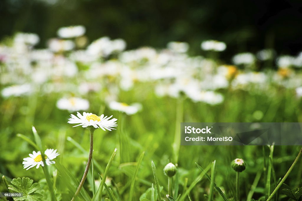 Branco daisy na grama - Foto de stock de Ajardinado royalty-free