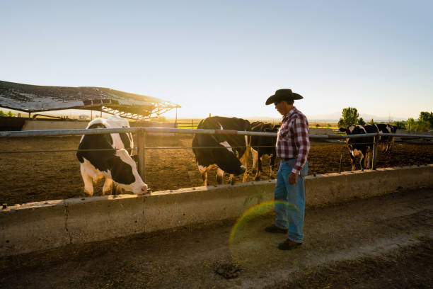 istock Rancher with cattle in a dairy farm 982309454