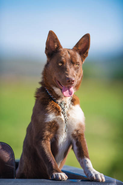 istock Australian Shepherd and Catahoula mixed-breed dog 982313348