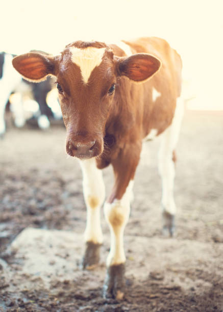 Calf in a dairy farm in Utah