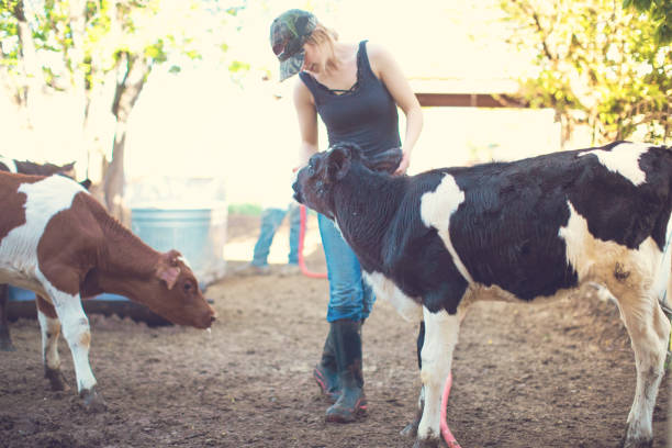 istock Girl with calf in a dairy farm 982315258