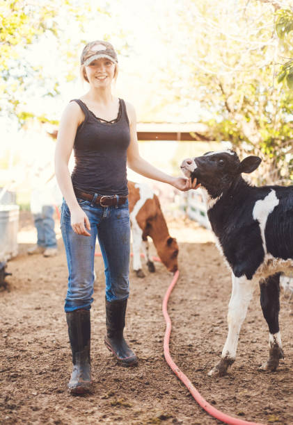 istock Girl with calf in a dairy farm 982317102