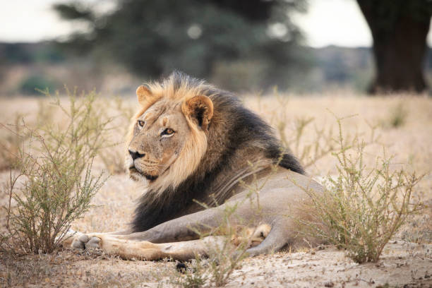 istock Kalahari Lion 982317910