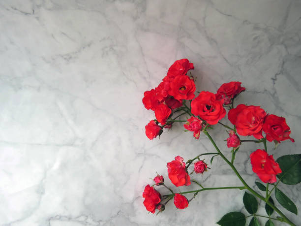 istock a branch of the red rose 982324204
