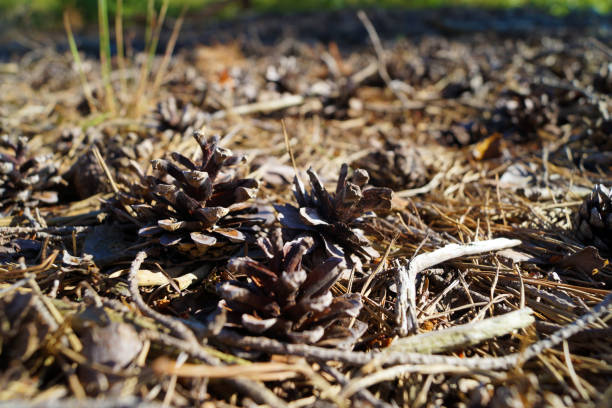 istock Pine cone on woodland floor 982324540