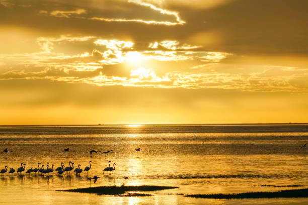 istock Flamingo silhouetted on waters edge in golden glow sunset 982332120