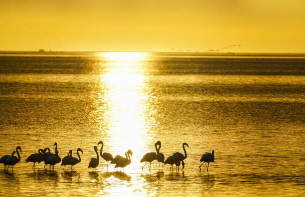istock Flamingo silhouetted on waters edge in golden glow sunset 982332224
