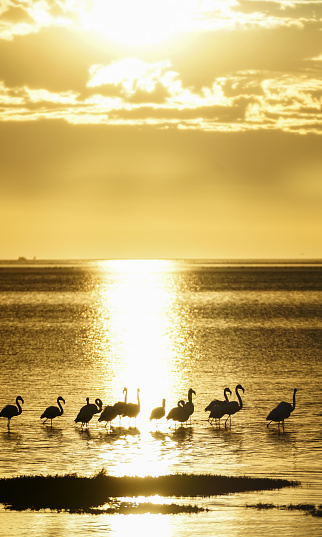 Golden hues of sunset backlighting flock silhouetted flamingo