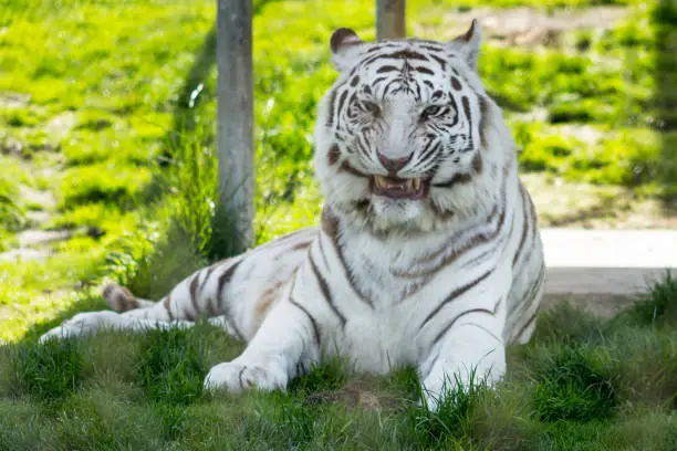 White Tiger posing
