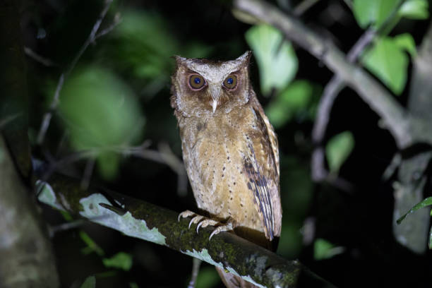 istock Nocturnal bird, White-fronted scops owl (Otus saggitatus), angle view, front shot, sitting and looking on the branch in dark background, Kaeng Krachan National Park, the forest of Thailand. 982337720