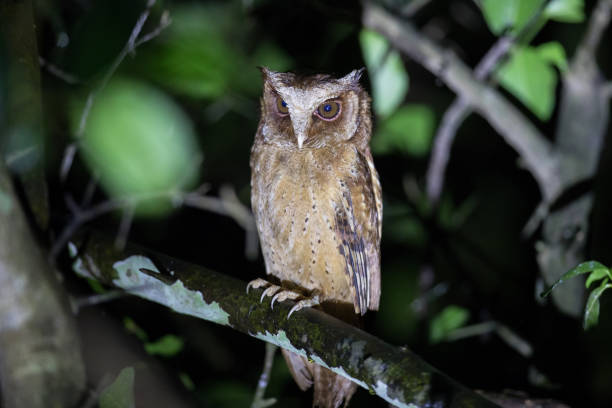 istock Nocturnal bird, White-fronted scops owl (Otus saggitatus), angle view, front shot, sitting and looking on the branch in dark background, Kaeng Krachan National Park, the forest of Thailand. 982337810