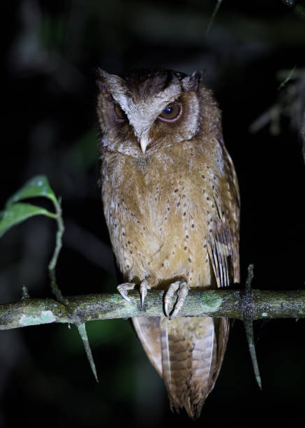 istock Night bird, White-front scops owl (Otus saggitatus), angle view, front shot, sitting and looking on the branch in dark background, Kaeng Krachan National Park, the forest of Thailand. 982338040