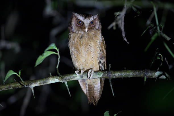 istock Closed up night bird, White-front scops owl (Otus saggitatus), angle view, front shot, sitting and looking on the branch in dark background, Kaeng Krachan National Park, the forest of Thailand. 982338144