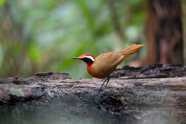 beautiful rail-babbler (eupetes macrocerus), in the morning, angle view, side short, display on the log timber in nature, the southern of thailand. - jungle babbler imagens e fotografias de stock