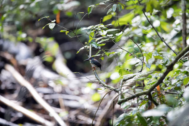 Beautiful adult male Blue-banded kingfisher (Alcedo euryzona), in the morning, low angle view, side shot, sitting on the branch near the riverbank in nature, Kaeng krachan National Park, the forest of Thailand. aves: hermosa adultos masculino bandas azul martín pescador (alcedo euryzona), en la mañana, vista de ángulo bajo, tiro lateral, sentado en la rama cerca de la orilla del río en la naturaleza, parque nacional de kaeng krachan, el bosque de tailandia.