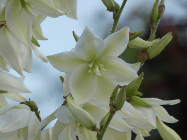 istock white blossom of a yucca palm lily 982341980