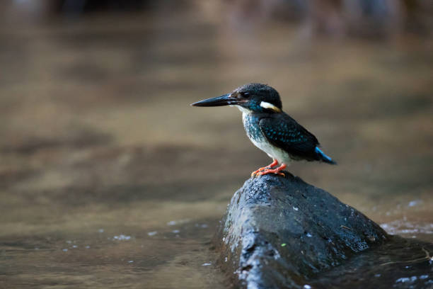 vogel: schöne erwachsene männliche blau-gebändert eisvogel (alcedo euryzona), am morgen, winkel ansicht, richtungskontrolle, sitzen auf dem nassen stein in der mitte des baches in der nähe des flussufers in der natur, kaeng krachan national park, der w - animals hunting kingfisher animal bird stock-fotos und bilder