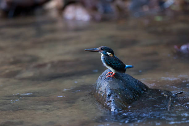 Beautiful adult male Blue-banded kingfisher (Alcedo euryzona), in the morning, angle view, side shot, sitting and lift up the tail on the wet stone at the middle of the stream near the riverbank in nature, Kaeng krachan National Park, Thailand. pájaro: hermosa adulto masculino con bandas azul martín pescador (alcedo euryzona), en la mañana, ángulo de visión, tiro lateral, sentado y levante la cola sobre la piedra húmeda en el centro de la corriente cerca de la orilla del río en la naturale