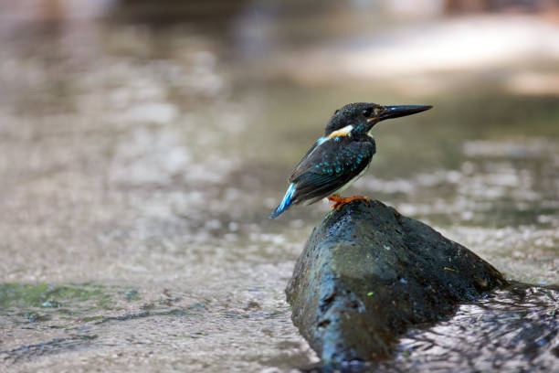 Beautiful adult male Blue-banded kingfisher (Alcedo euryzona), in the morning, angle view, side shot, sitting on the wet stone at the middle of the stream near the riverbank in nature, Kaeng krachan National Park, the forest of Thailand. aves: hermosa adultos masculino bandas azul martín pescador (alcedo euryzona), en la mañana, vista de ángulo, tiro lateral, sentado sobre la piedra húmeda en el centro de la corriente cerca de la orilla del río en la naturaleza, parque nacional de kae
