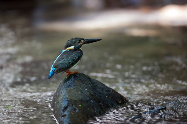 Beautiful adult male Blue-banded kingfisher (Alcedo euryzona), in the morning, angle view, side shot, sitting on the wet stone at the middle of the stream near the riverbank in nature, Kaeng krachan National Park, the forest of Thailand. aves: hermosa adultos masculino bandas azul martín pescador (alcedo euryzona), en la mañana, vista de ángulo, tiro lateral, sentado sobre la piedra húmeda en el centro de la corriente cerca de la orilla del río en la naturaleza, parque nacional de kae