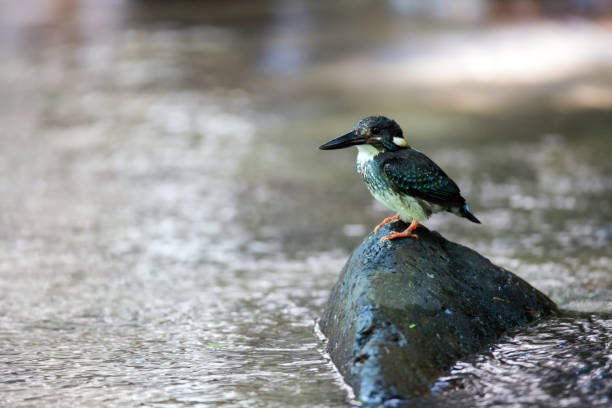 Beautiful adult male Blue-banded kingfisher (Alcedo euryzona), in the morning, angle view, side shot, sitting on the wet stone at the middle of the stream near the riverbank in nature, Kaeng krachan National Park, the forest of Thailand. aves: hermosa adultos masculino bandas azul martín pescador (alcedo euryzona), en la mañana, vista de ángulo, tiro lateral, sentado sobre la piedra húmeda en el centro de la corriente cerca de la orilla del río en la naturaleza, parque nacional de kae