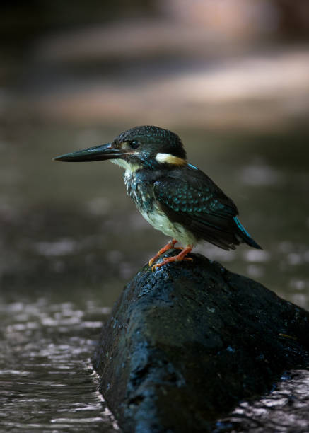 Beautiful adult male Blue-banded kingfisher (Alcedo euryzona), in the morning, angle view, side shot, sitting on the wet stone at the middle of the stream near the riverbank in nature, Kaeng krachan National Park, the forest of Thailand. aves: hermosa adultos masculino bandas azul martín pescador (alcedo euryzona), en la mañana, vista de ángulo, tiro lateral, sentado sobre la piedra húmeda en el centro de la corriente cerca de la orilla del río en la naturaleza, parque nacional de kae