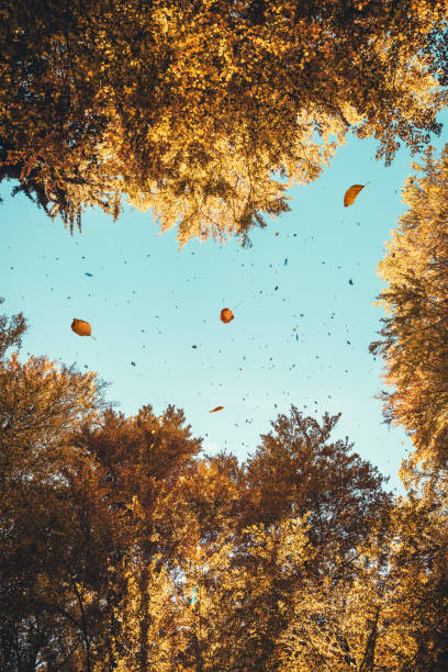 Autumn leaves falling from the trees. View from below.