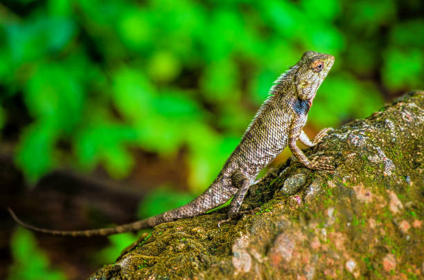 istock Dragon Small Insect In Beautiful Wild. 982346526
