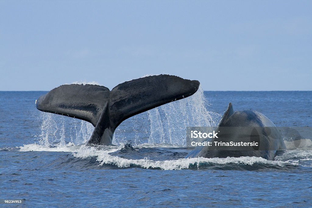 Duas Baleias de-bossas Salto de baleia - Royalty-free Baleia Foto de stock
