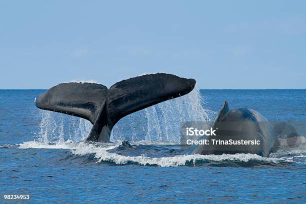 Duas Baleias Debossas Salto De Baleia - Fotografias de stock e mais imagens de Baleia - Baleia, Havai, Oahu