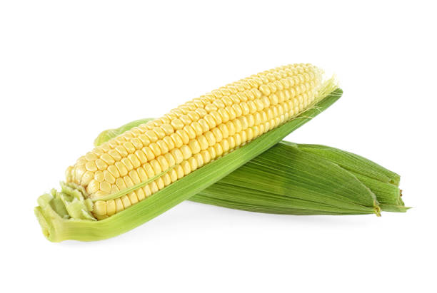 istock Ear of corn isolated on a white background 982350950