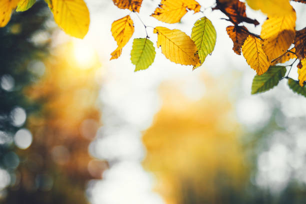 farbenprächtige herbstblätter - saturated color beech leaf autumn leaf stock-fotos und bilder