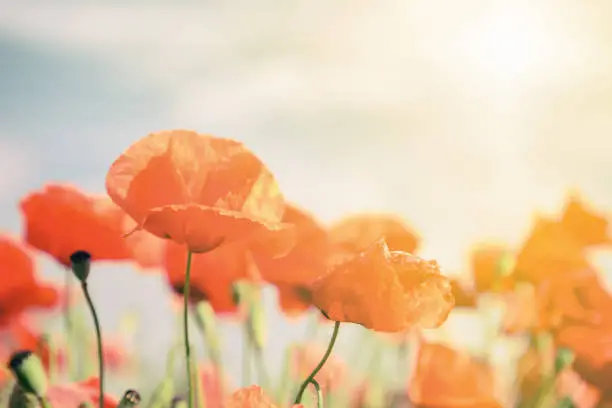 Poppy flowers retro vintage summer background, shallow depth of field with red flowers over green background. Meadow with beautiful bright red poppy flowers in spring.