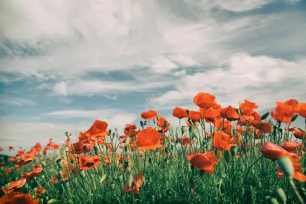 Poppy flowers retro vintage summer background, shallow depth of field with red flowers over green background. Meadow with beautiful bright red poppy flowers in spring.