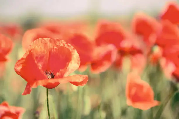 Poppy flowers retro vintage summer background, shallow depth of field with red flowers over green background. Meadow with beautiful bright red poppy flowers in spring.