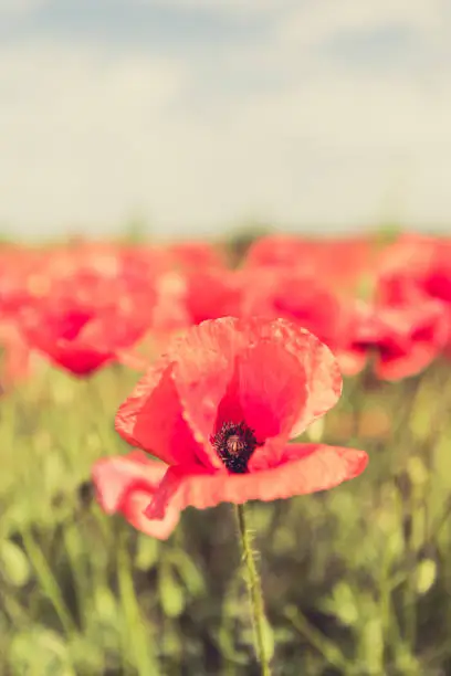 Poppy flowers retro vintage summer background, shallow depth of field with red flowers over green background. Meadow with beautiful bright red poppy flowers in spring.