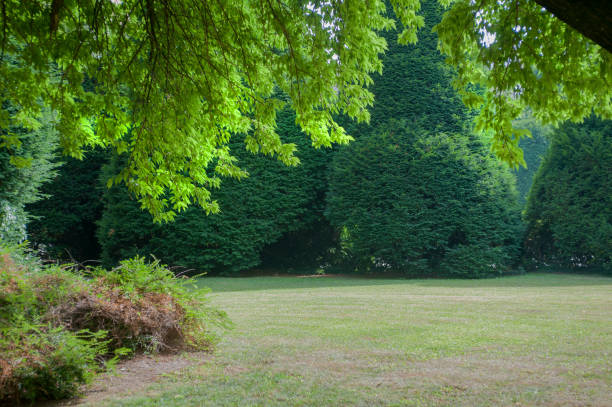 istock mowed meadows and wood 982353704