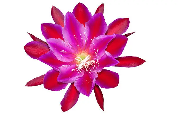 Extremely rare, large, hybrid, red, cactus flower, Epiphyllum Thalia. It is sometimes referred to as an Orchid Cactus.  Its about the size of a large man's hand; isolated on white with clipping path included.