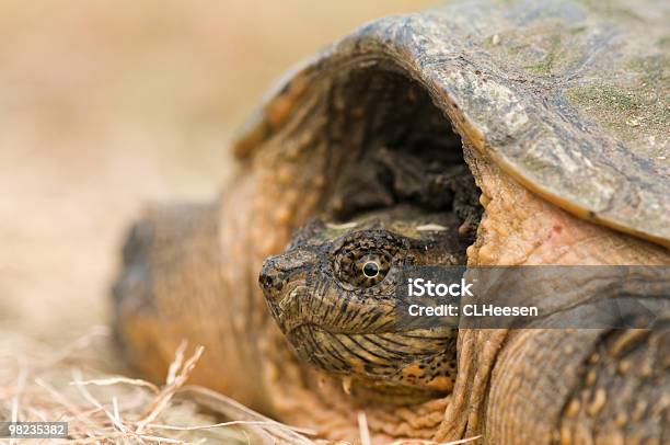 In The Shell Stock Photo - Download Image Now - Animal, Animal Eye, Animal Shell