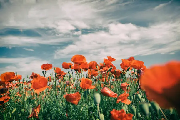 Poppy flowers retro vintage summer background, shallow depth of field with red flowers over green background. Meadow with beautiful bright red poppy flowers in spring.