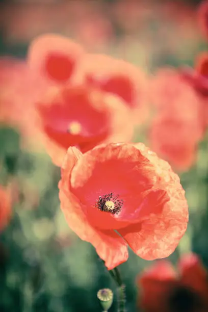 Poppy flowers retro vintage summer background, shallow depth of field with red flowers over green background. Meadow with beautiful bright red poppy flowers in spring.