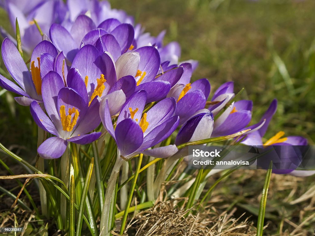 Crocus - Photo de Crocus libre de droits