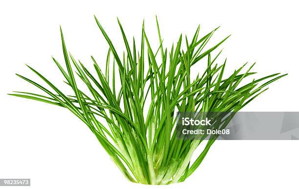 Crocus Leaves Stock Photo - Download Image Now - Beauty In Nature, Close-up, Color Image