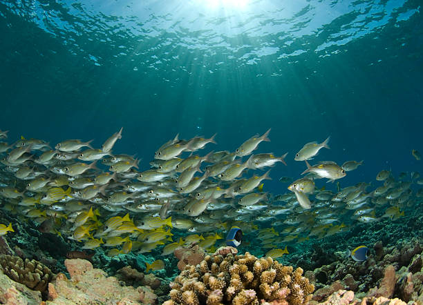 istock shoal of fish in sunbeam 98235481